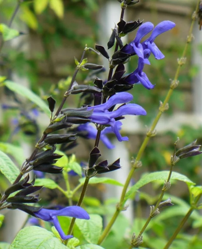Black and Blue Salvia Live Plant – Set of 4 – 4-6" Tall – Flowering Perennial – Pollinator Friendly - Image 6