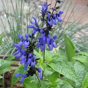 Black and Blue Salvia Live Plant – Set of 4 – 4-6