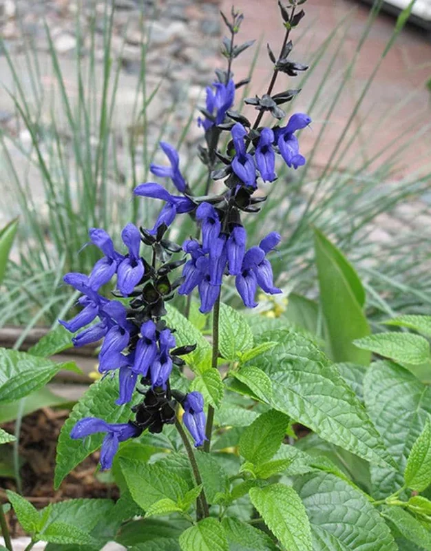 Black and Blue Salvia Live Plant – Set of 4 – 4-6" Tall – Flowering Perennial – Pollinator Friendly - Image 7