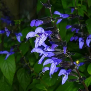 Black and Blue Salvia Live Plant – Set of 4 – 4-6" Tall – Flowering Perennial – Pollinator Friendly - Image 1