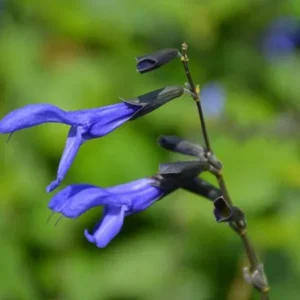 Black and Blue Salvia Live Plant – Set of 4 – 4-6
