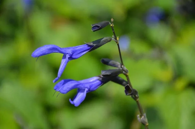 Black and Blue Salvia Live Plant – Set of 4 – 4-6" Tall – Flowering Perennial – Pollinator Friendly - Image 8