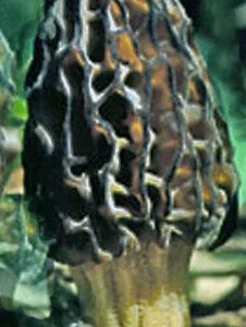 Black Morel Mushroom Spores & Spawn Mycelium - Outdoor Cultivation Kit - Image 1