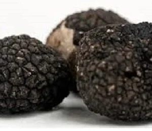 Black Oregon Truffle Mushroom Spores & Mycelium - Dry Seeds for Outdoor Cultivation - Image 1
