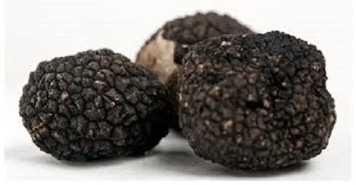 Black Oregon Truffle Mushroom Spores & Mycelium - Dry Seeds for Outdoor Cultivation - Image 1