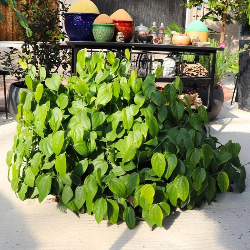 Black Pepper Live Plant Starter - 2 Pack, 4-6" Tall Piper Nigrum Spice Vine - Image 10