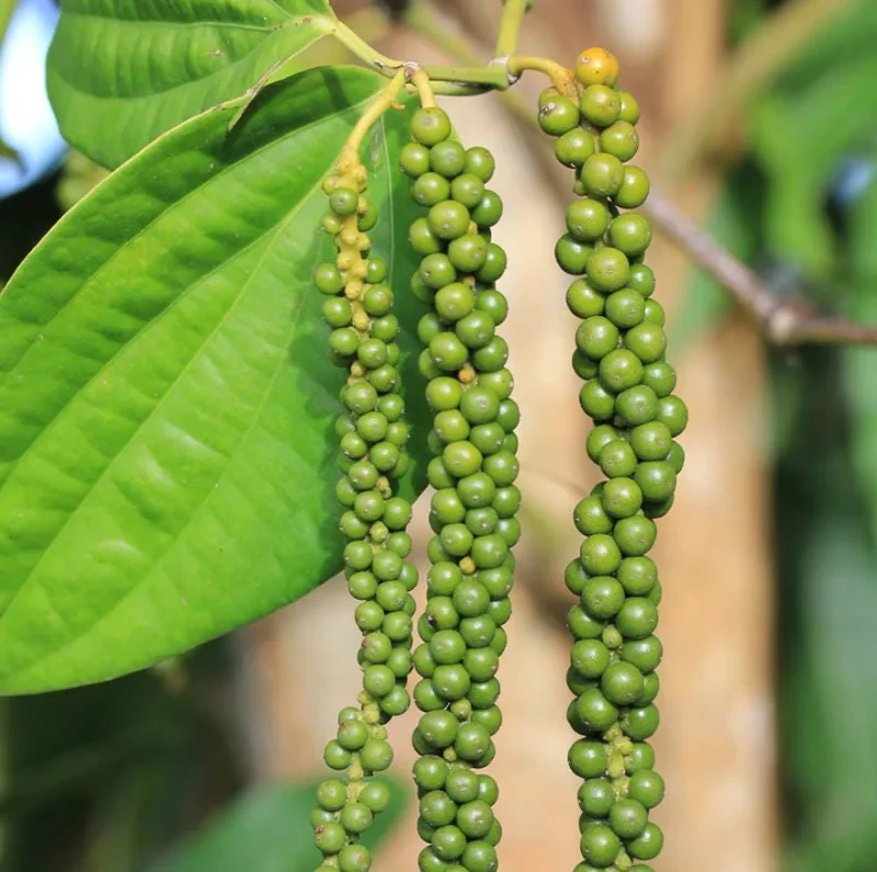 Black Pepper Live Plant Starter - 2 Pack, 4-6" Tall Piper Nigrum Spice Vine - Image 3