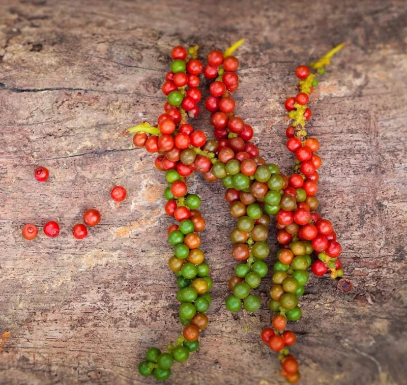 Black Pepper Live Plant Starter - 2 Pack, 4-6" Tall Piper Nigrum Spice Vine - Image 7