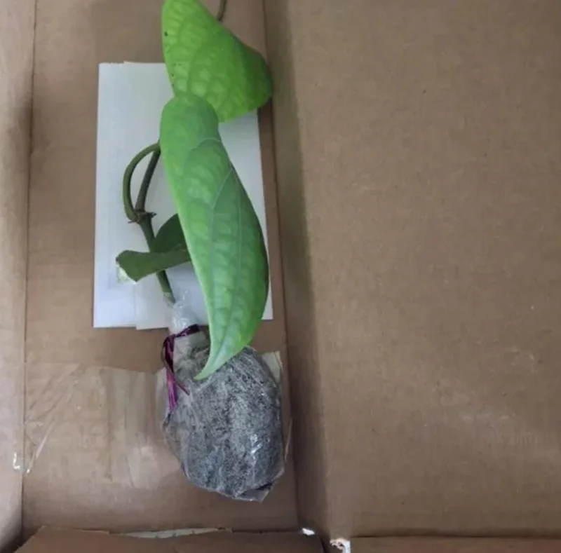 Black Pepper Live Plant Starter - 2 Pack, 4-6" Tall Piper Nigrum Spice Vine - Image 9