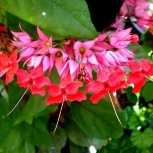 Bleeding Heart Vine Live Plant Set – 4 Mixed (2 White, 2 Red) – 5-9" Tall Starter Plants - Image 2