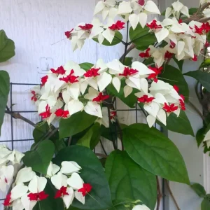 Bleeding Heart Vine Live Plant Set – 4 Mixed (2 White, 2 Red) – 5-9