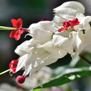 Bleeding Heart Vine Live Plant Set – 4 Mixed (2 White, 2 Red) – 5-9
