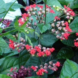 Bleeding Heart Vine Live Plant Set – 4 Mixed (2 White, 2 Red) – 5-9