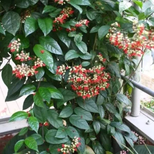 Bleeding Heart Vine Live Plant Set – 4 Mixed (2 White, 2 Red) – 5-9