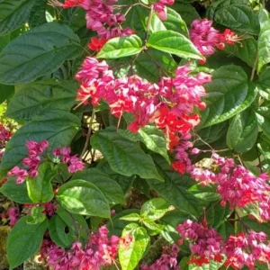 Bleeding Heart Vine Live Plant Set – 4 Mixed (2 White, 2 Red) – 5-9