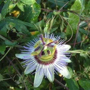 Blue Caerulea Passionflower Live Plant – 4-6" Tall Starter Vine – Outdoor - Image 2