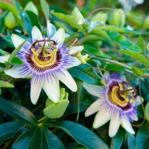 Blue Caerulea Passionflower Live Plant – 4-6