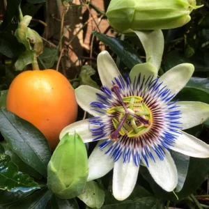 Blue Caerulea Passionflower Live Plant – 4-6