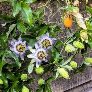 Blue Caerulea Passionflower Live Plant – 4-6