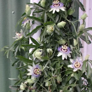 Blue Caerulea Passionflower Live Plant – 4-6
