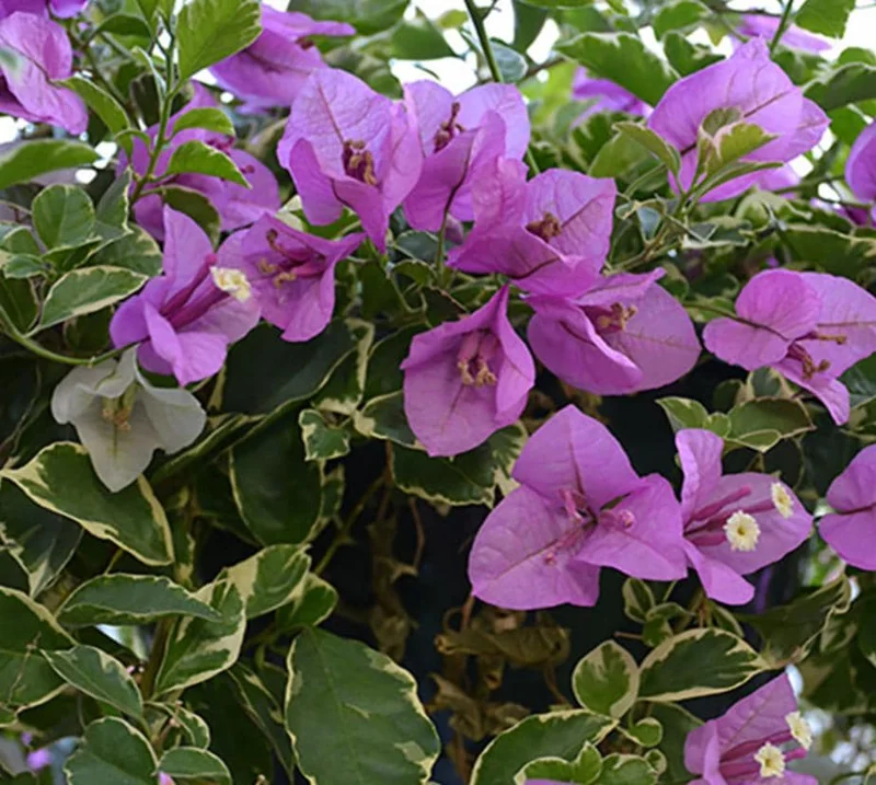 Blueberry Ice Bougainvillea Live Plant – Set of 4 Starters, 4-6” Tall – Flowering Tropical Vine for Sunny Patios - Image 2
