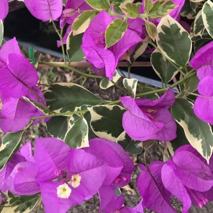 Blueberry Ice Bougainvillea Live Plant – Set of 4 Starters, 4-6” Tall – Flowering Tropical Vine for Sunny Patios - Image 3