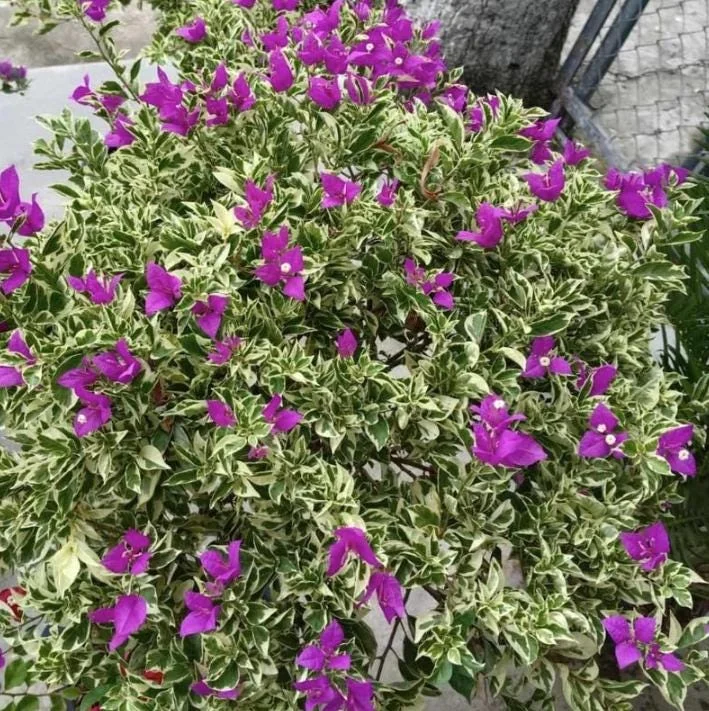 Blueberry Ice Bougainvillea Live Plant – Set of 4 Starters, 4-6” Tall – Flowering Tropical Vine for Sunny Patios - Image 4