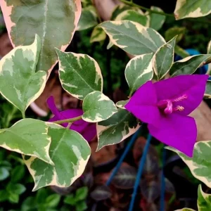 Blueberry Ice Bougainvillea Live Plant – Set of 4 Starters, 4-6” Tall – Flowering Tropical Vine for Sunny Patios - Image 5