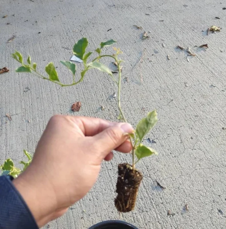 Blueberry Ice Bougainvillea Live Plant – Set of 4 Starters, 4-6” Tall – Flowering Tropical Vine for Sunny Patios - Image 7