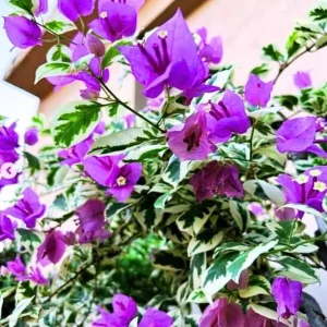 Bougainvillea 'Blueberry Ice' Live Plant Set – 3 Starter Plants, 4-6" Tall, Pink & Purple Flowers, Tropical Vine - Image 2