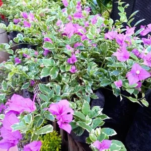 Bougainvillea 'Blueberry Ice' Live Plant Set – 3 Starter Plants, 4-6