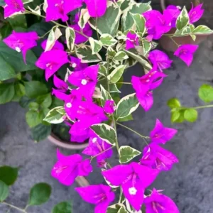 Bougainvillea 'Blueberry Ice' Live Plant Set – 3 Starter Plants, 4-6