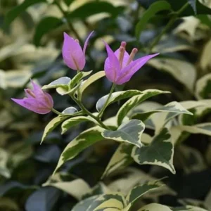 Bougainvillea 'Blueberry Ice' Live Plant Set – 3 Starter Plants, 4-6" Tall, Pink & Purple Flowers, Tropical Vine - Image 1