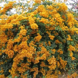 California Gold Bougainvillea Live Plant - Set of 2, 4