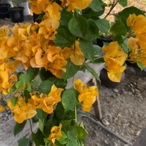California Gold Bougainvillea Live Plant - Set of 2, 4