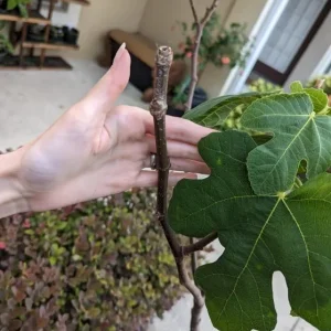 Celeste Fig Live Plant - 5-9