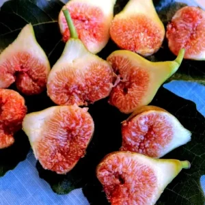 Celeste Fig Live Plant - 5-9" Tall, Cold Hardy, Sweet Edible Fruit Tree - Image 1