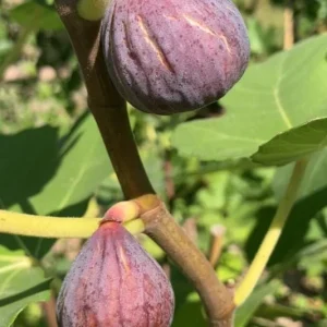 Celeste Fig Live Plant - 5-9" Tall, Cold Hardy, Sweet Edible Fruit Tree - Image 2