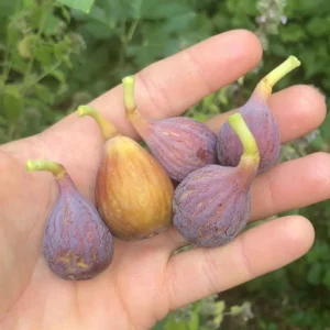 Celeste Fig Live Plant - 5-9