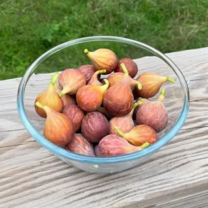 Celeste Fig Live Plant - 5-9