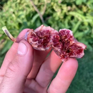 Celeste Fig Live Plant - 5-9