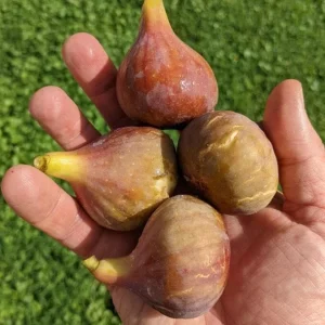 Celeste Fig Live Plant - Set of 2 Ficus carica Saplings, 4-6" Tall, Edible Fruit Tree - Image 2