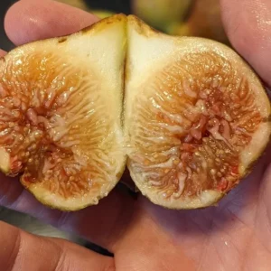 Celeste Fig Live Plant - Set of 2 Ficus carica Saplings, 4-6