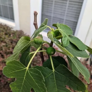 Celeste Fig Live Plant - Set of 2 Ficus carica Saplings, 4-6