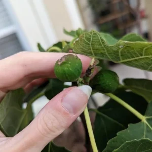 Celeste Fig Live Plant - Set of 2 Ficus carica Saplings, 4-6