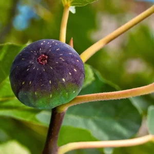 Celeste Fig Live Plant - Set of 2 Ficus carica Saplings, 4-6