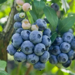 Chandler Blueberry Live Plant – Set of 2 – 4-6" Tall – Edible Fruit Bush – Outdoor - Image 2