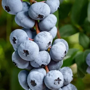 Chandler Blueberry Live Plant – Set of 2 – 4-6