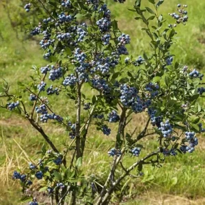 Chandler Blueberry Live Plant – Set of 2 – 4-6