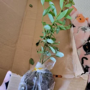 Chandler Blueberry Live Plant – Set of 2 – 4-6